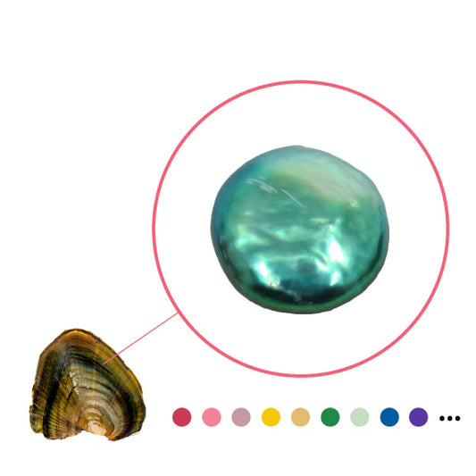 COIN SHAPED PEARL OYSTER